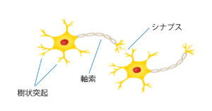 神経細胞（ニューロン）のしくみ